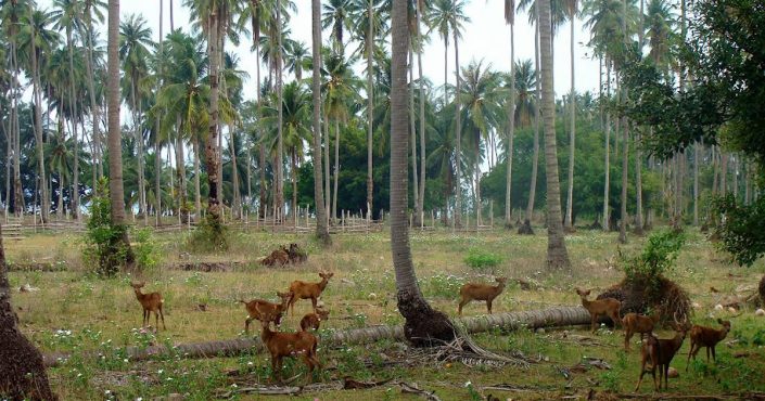 Koh Kradat – wo Bambi noch frei herumlaufen darf Koh Kradat – wo Bambi noch frei herumlaufen darf