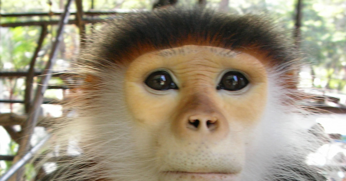 Der Dusit Zoo – Bangkoks ältester Zoo Der Dusit Zoo – Bangkoks ältester Zoo