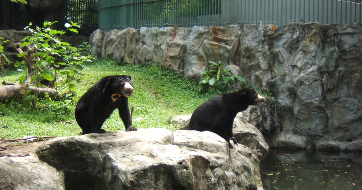 Dusit Zoo Bär