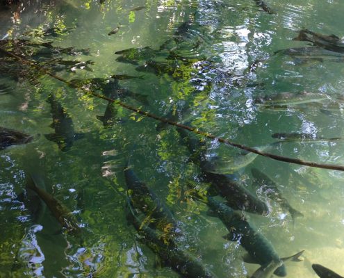 Die Fisch-Höhle Tham Pla in Mae Hong Son