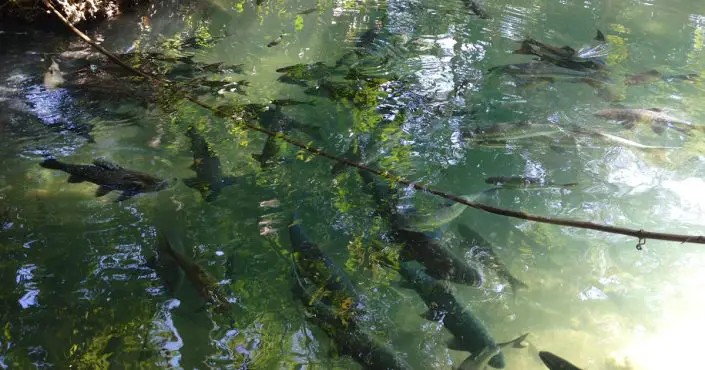 Die Fisch-Höhle Tham Pla in Mae Hong Son