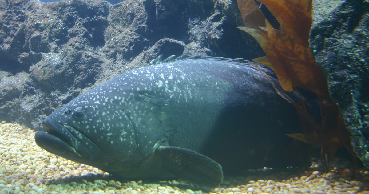 Epinephelus lanceolatus im Sea Life Siam Ocean World