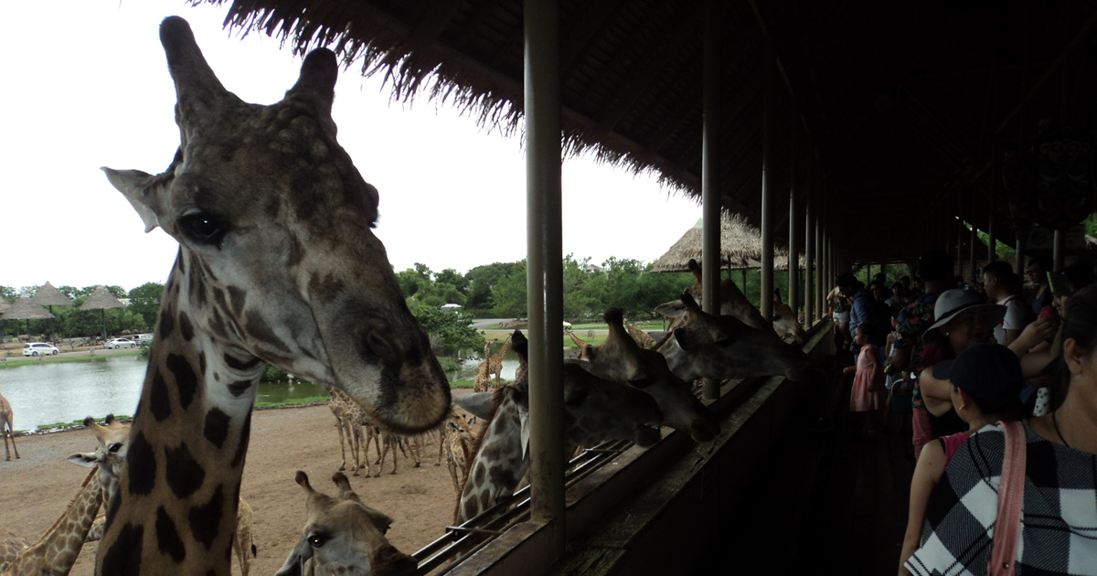 Safari World Bangkok Giraffen