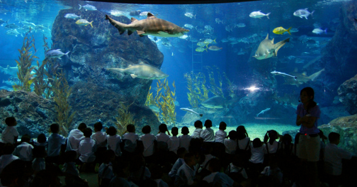 Sea Life Siam Ocean World Die Sea Life Siam Ocean World in Bangkok