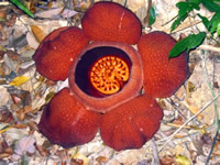 Rafflesia Kerrii Meijer