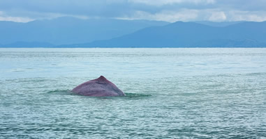Wale im Golf vor Khanom