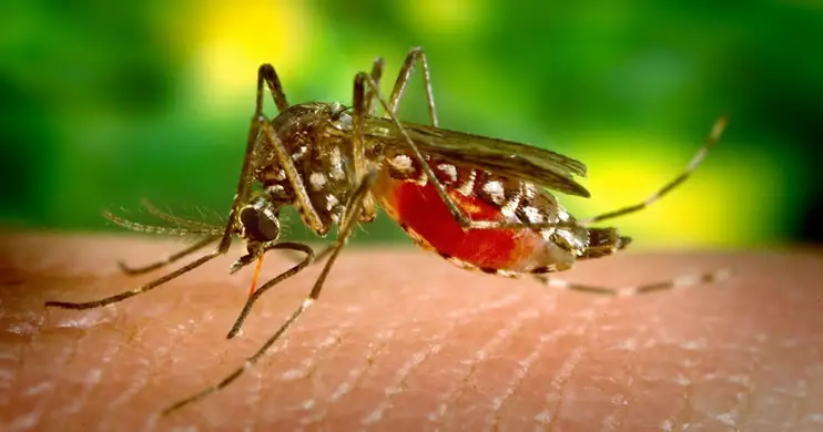 Dengue und Chikungunya Fieber