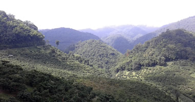 Phayao Wald