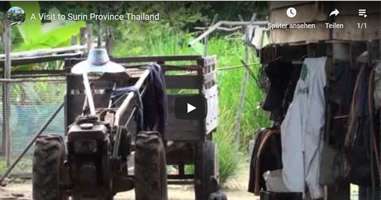 Videos Surin Thailand