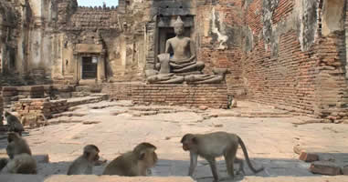 Affengruppe in Lopburi