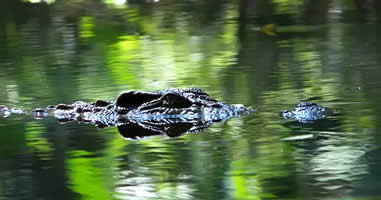 Krokodil auf der Lauer