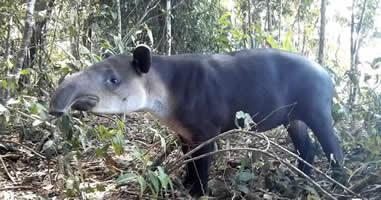 Tapir