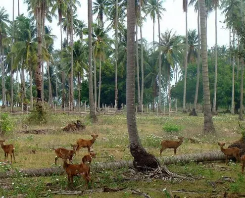 Koh Kradat – wo Bambi noch frei herumlaufen darf